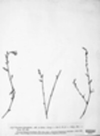 Puccinia aviculariae image